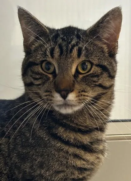 An adult medium-sized male Tabby (Brown / Chocolate) Domestic Short Hair cat named Taka for adoption in Lansing, MI