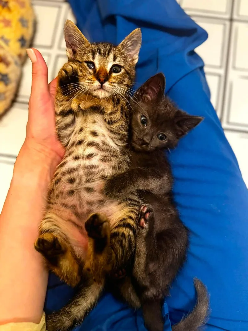 A baby medium-sized male Tabby (Brown / Chocolate) Domestic Short Hair cat named Leo & Bailey for adoption in Goshen, NH