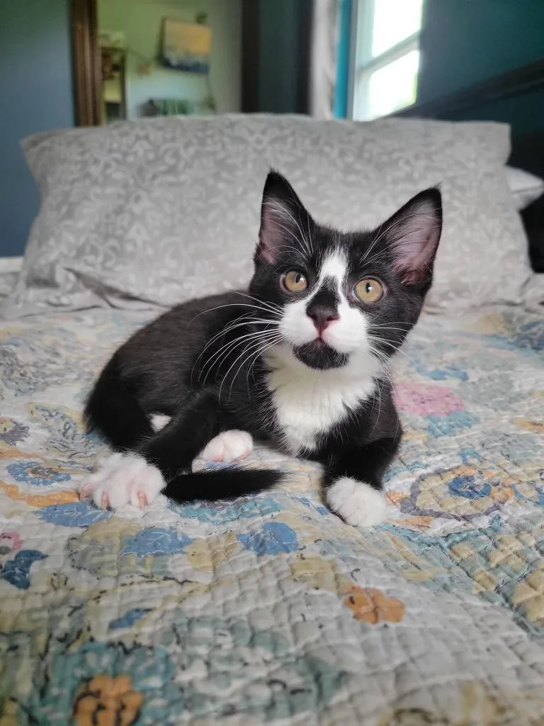 A baby medium-sized male Domestic Short Hair cat named Po for adoption in Miami, OK