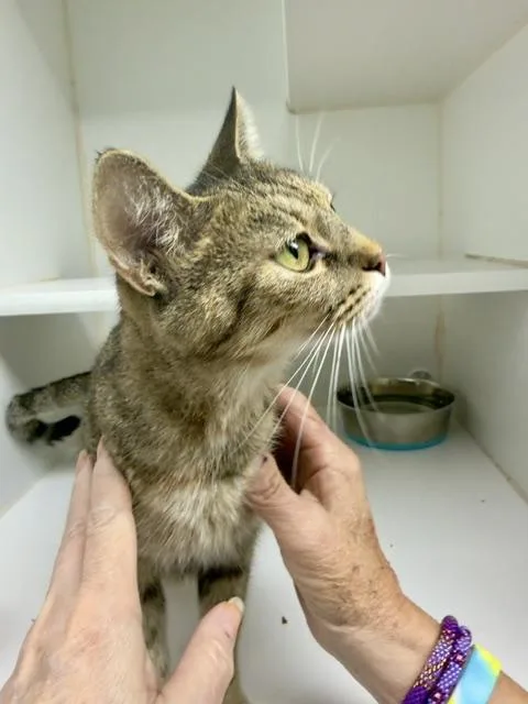 An adult medium-sized female Domestic Short Hair cat named Ferngully for adoption in Reisterstown, MD