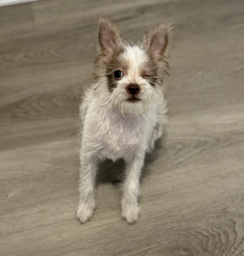 A baby small-sized female Yorkshire Terrier dog named Angeles for adoption in San Diego, CA