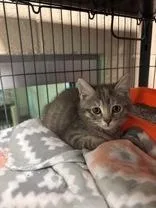 A baby medium-sized female Tabby (Gray / Blue / Silver) Domestic Short Hair cat named Janice for adoption in Charleston, SC