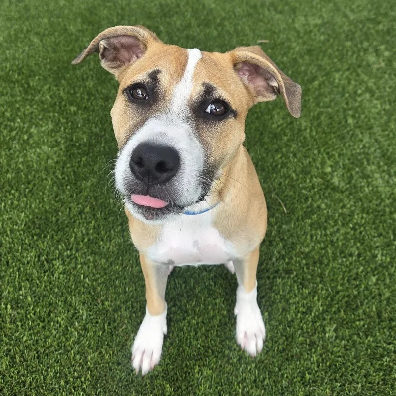 A young medium-sized female Brown / Chocolate Mixed Breed dog named Sumo for adoption in Bradenton, FL