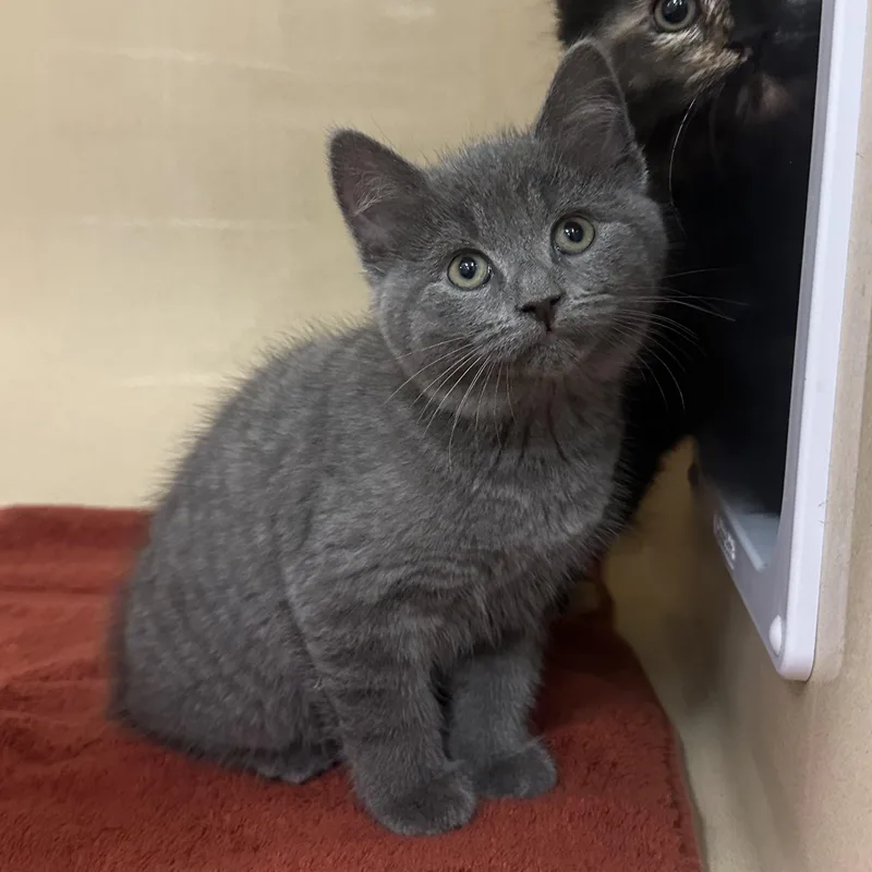 A baby medium-sized female Gray / Blue / Silver Domestic Short Hair cat named Saranac for adoption in Cooperstown, NY