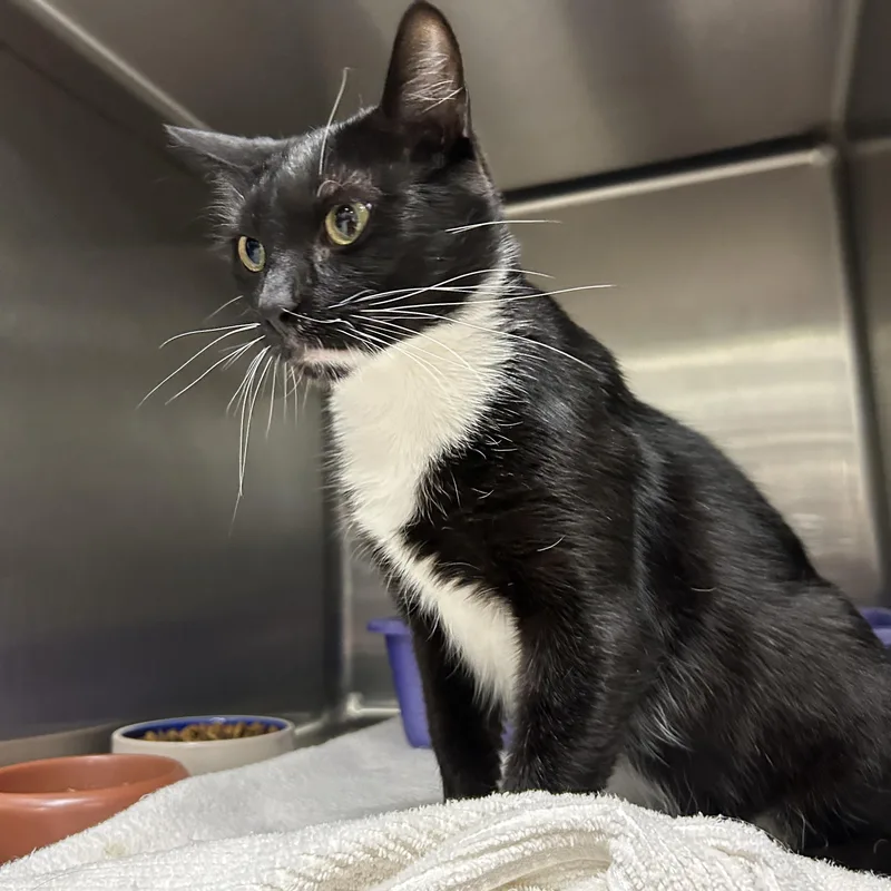 An adult medium-sized female Tuxedo cat named Amelia for adoption in La Grange Park, IL