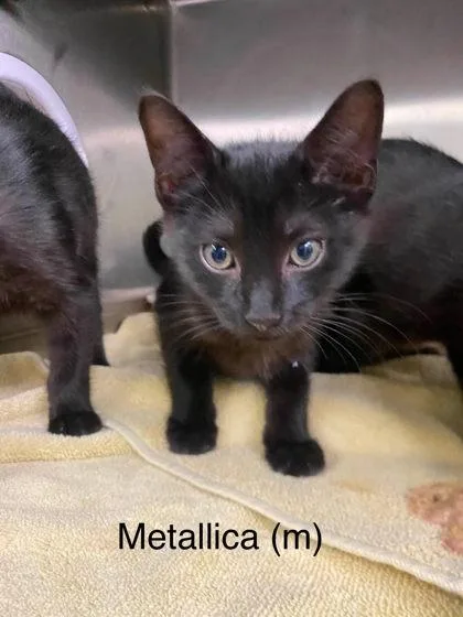 A baby small-sized male Domestic Short Hair cat named Metallica for adoption in Hobart, IN