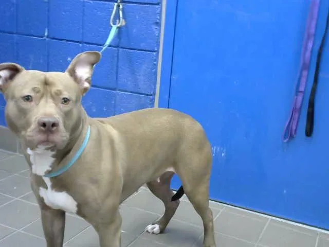 A young medium-sized female Pit Bull Terrier dog named Cleo for adoption in Albuquerque, NM