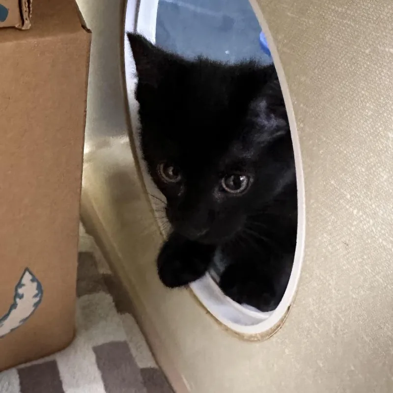 Dragon Fruit thumbnail 2