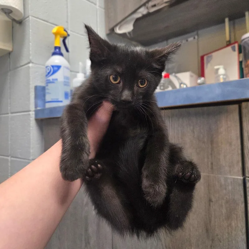 Dragon Fruit thumbnail 3