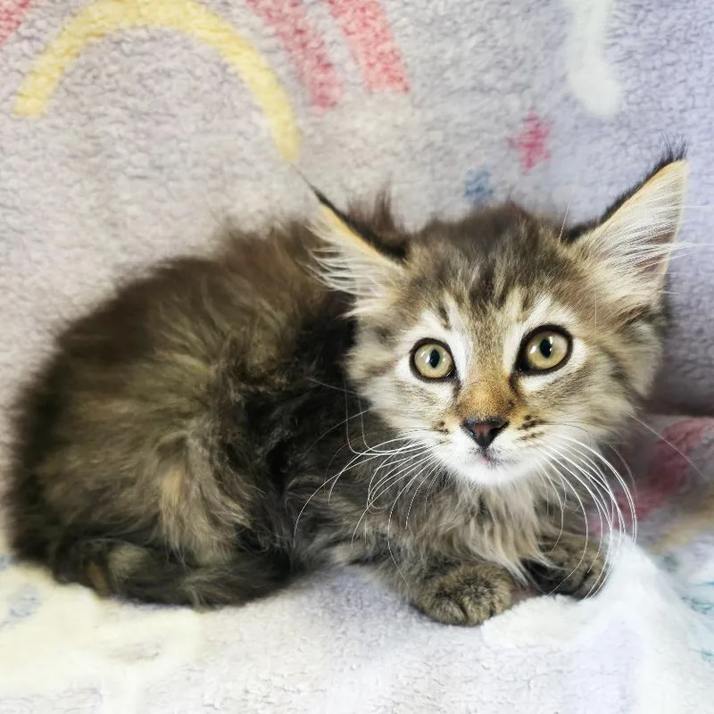 A baby small-sized female Brown / Chocolate Domestic Medium Hair cat named Polly Pocket for adoption in Mount Juliet, TN