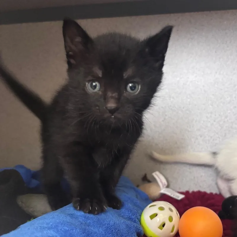 A baby small-sized male Black Domestic Short Hair cat named King Hubert for adoption in Santa Barbara, CA