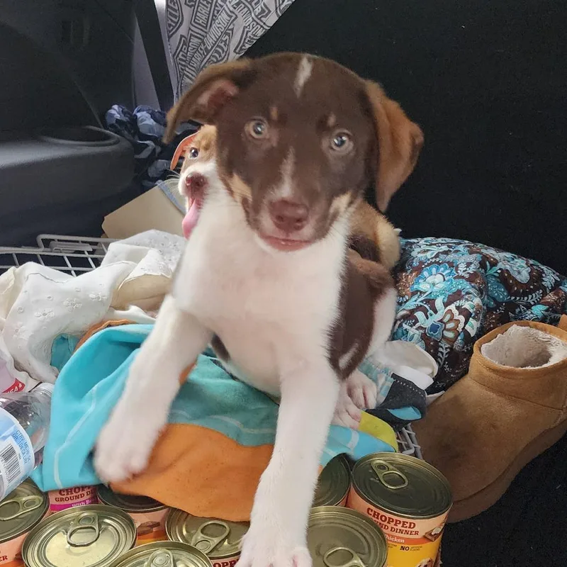 A baby small-sized male Brown / Chocolate Mixed Breed dog named Dash for adoption in Charleston, WV