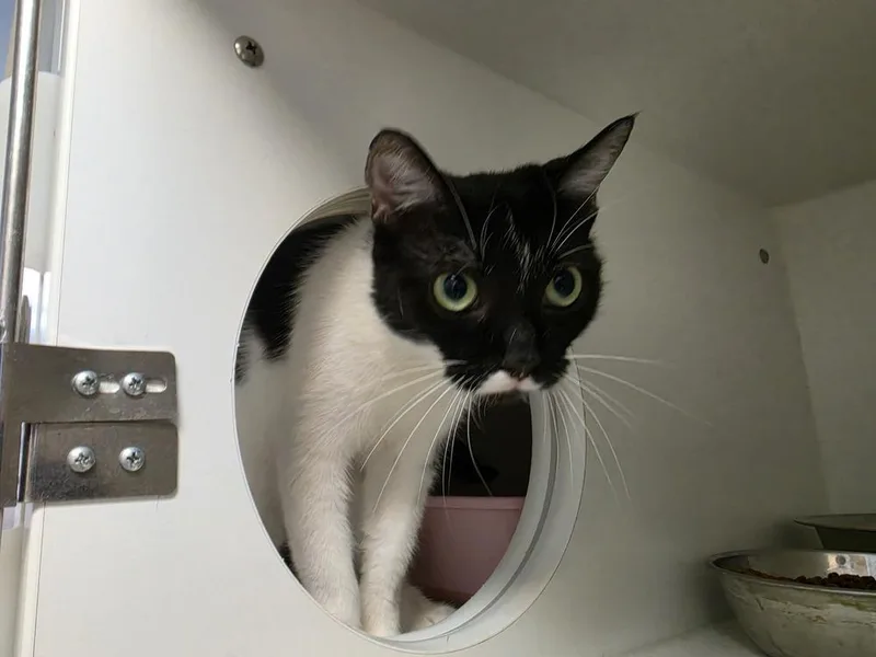 An adult medium-sized female Black & White / Tuxedo Domestic Short Hair cat named Boba for adoption in Bossier City, LA