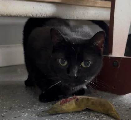 Mittens