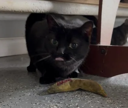 Mittens thumbnail 2