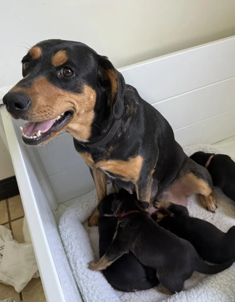 An adult large-sized female Rottweiler dog named Mama Jewel for adoption in Mooresville, NC