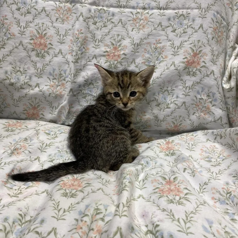 A young small-sized female Brown / Chocolate Domestic Short Hair cat named Diana Prince for adoption in Los Angeles, CA