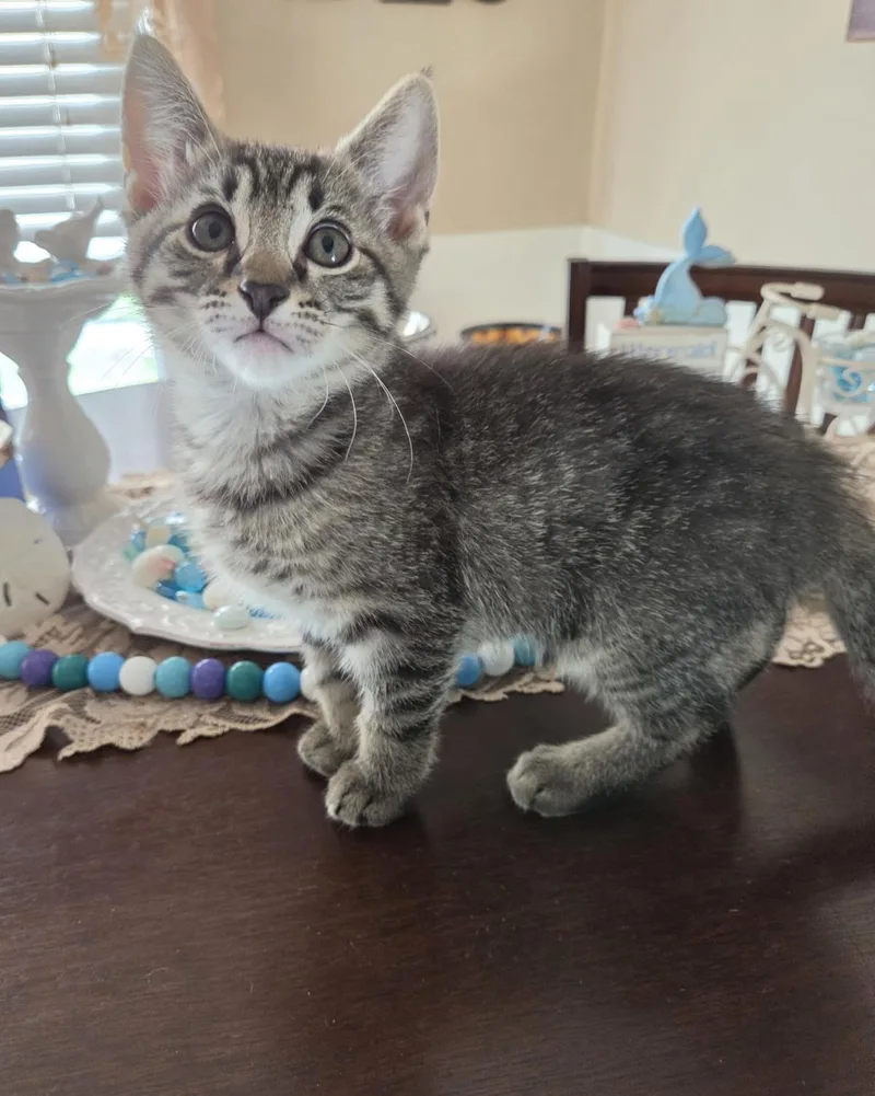 A baby medium-sized male Tabby cat named Halo for adoption in Wyandotte, MI
