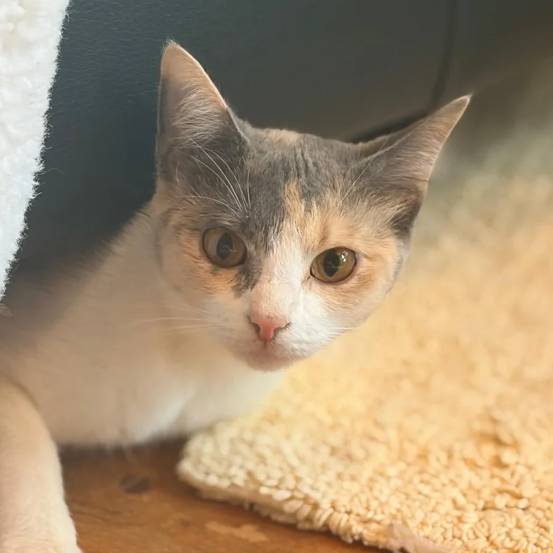 An adult medium-sized female Gray / Blue / Silver Domestic Short Hair cat named Olive for adoption in Aldie, VA