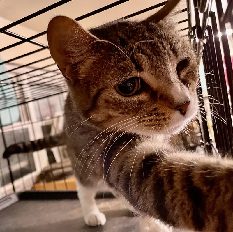 An adult medium-sized female Tabby (Gray / Blue / Silver) American Shorthair cat named Leann for adoption in New Orleans, LA