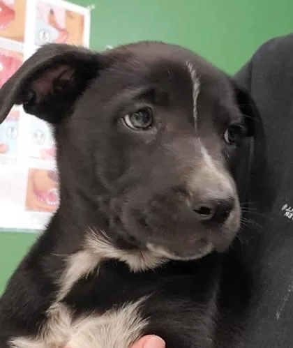 A young large-sized male German Shepherd Dog dog named Cookie Crisp for adoption in Kansas City, MO