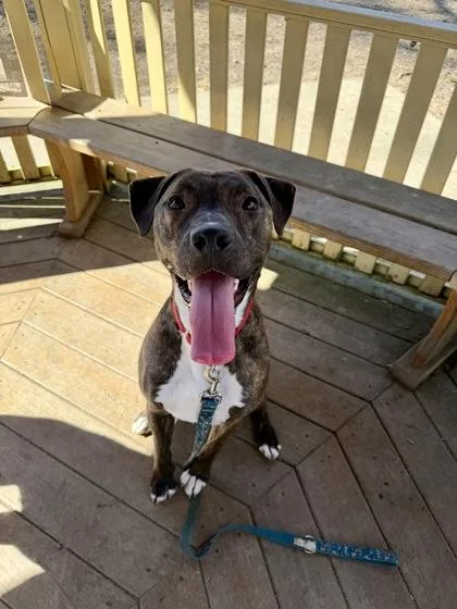 An adult large-sized female Mixed Breed dog named Odie for adoption in West Chester, PA