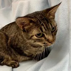 A young medium-sized female Tabby (Tiger Striped) Tabby cat named Sky for adoption in Green Valley, AZ