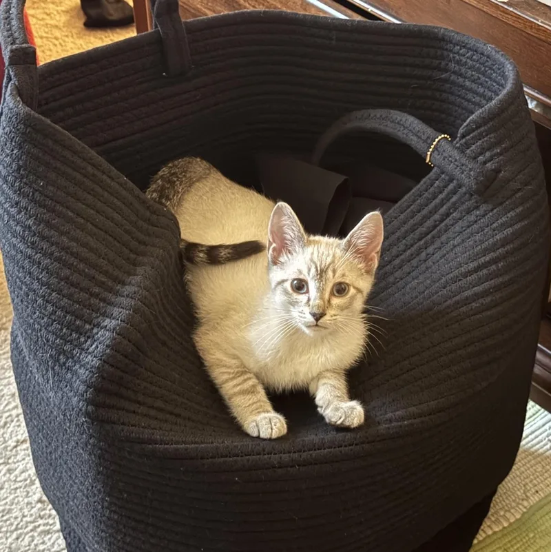 A baby medium-sized male Tabby (Buff / Tan / Fawn) Domestic Short Hair cat named Sebastian for adoption in Murfreesboro, TN