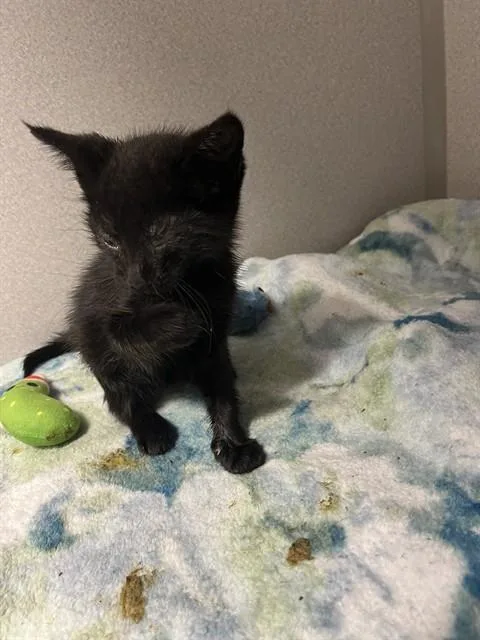 A baby small-sized female Domestic Short Hair cat named Perla for adoption in Palmetto, FL
