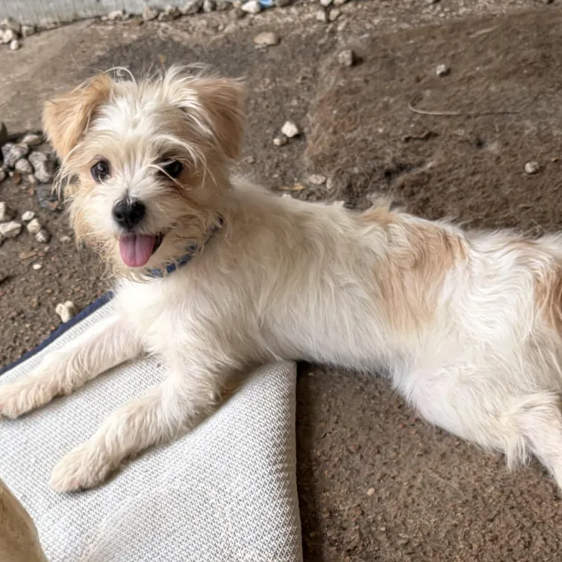 A young small-sized male Maltese dog named Balducci — The Little for adoption in Houston, TX