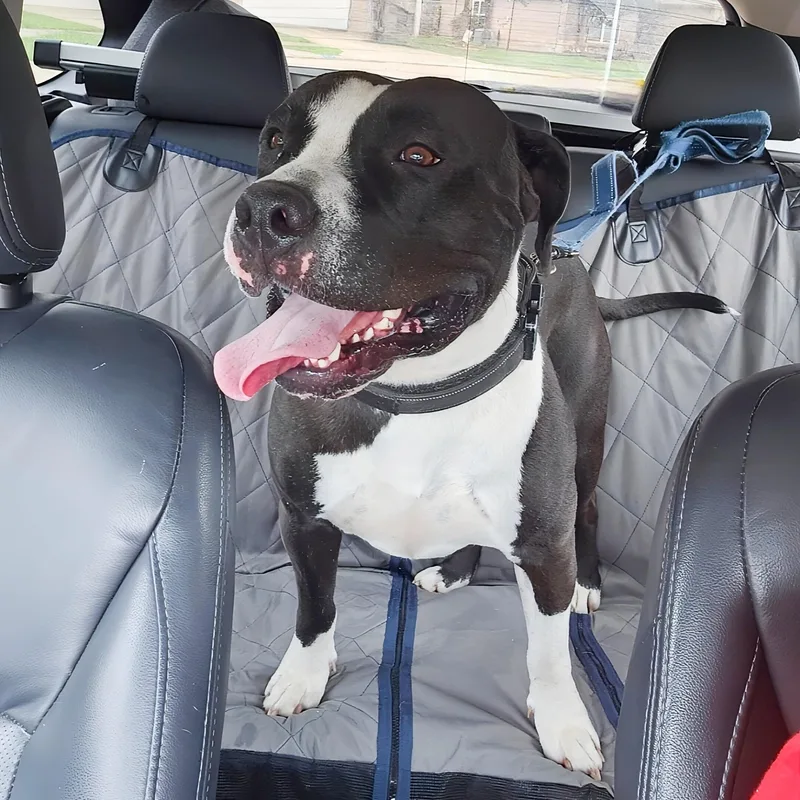 An adult medium-sized male Brindle American Staffordshire Terrier dog named Bruce for adoption in Houston, TX