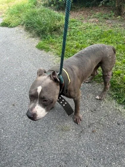 An adult medium-sized male Mixed Breed dog named Issac for adoption in Savannah, GA