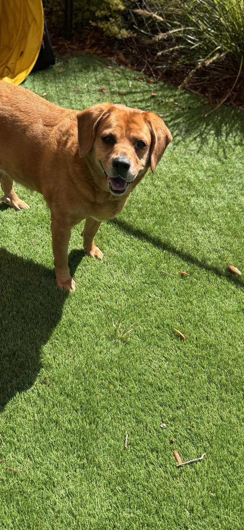 Piper