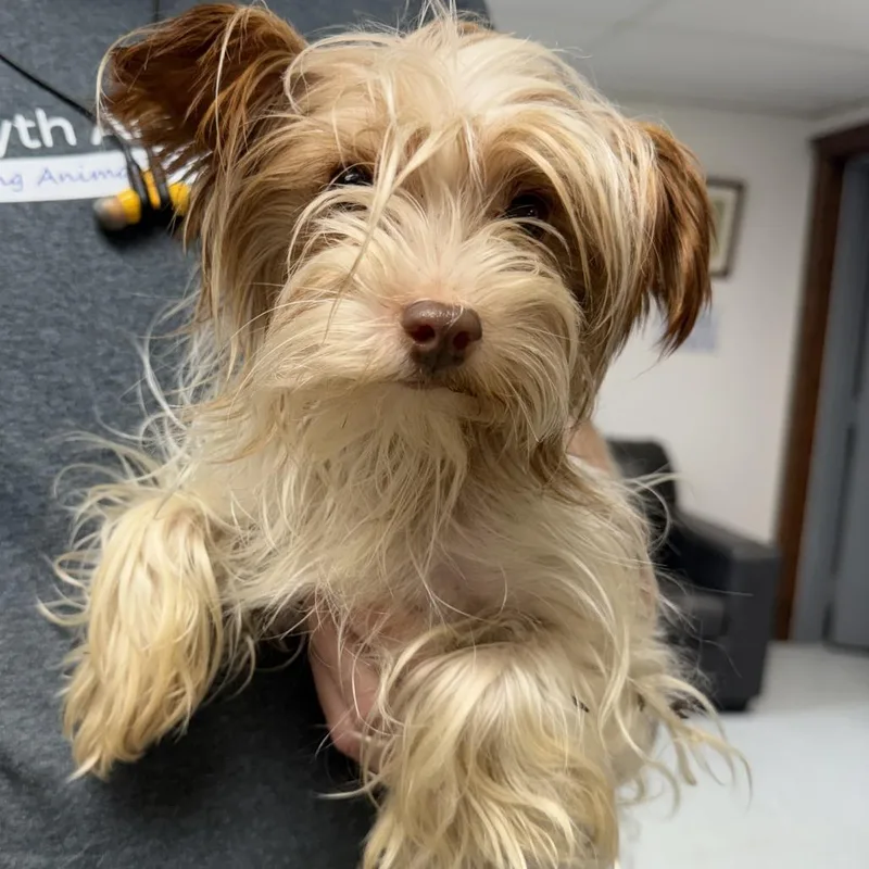 An adult small-sized male Yorkshire Terrier dog named Johnny for adoption in Marion, VA