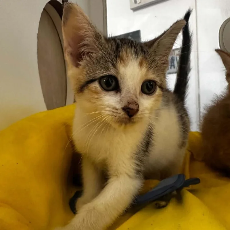 A baby small-sized female White Domestic Short Hair cat named Meatball for adoption in Stephenville, TX