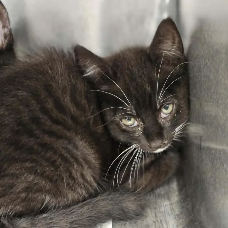 A baby small-sized female Black Domestic Short Hair cat named Blossom for adoption in Martinsville, VA
