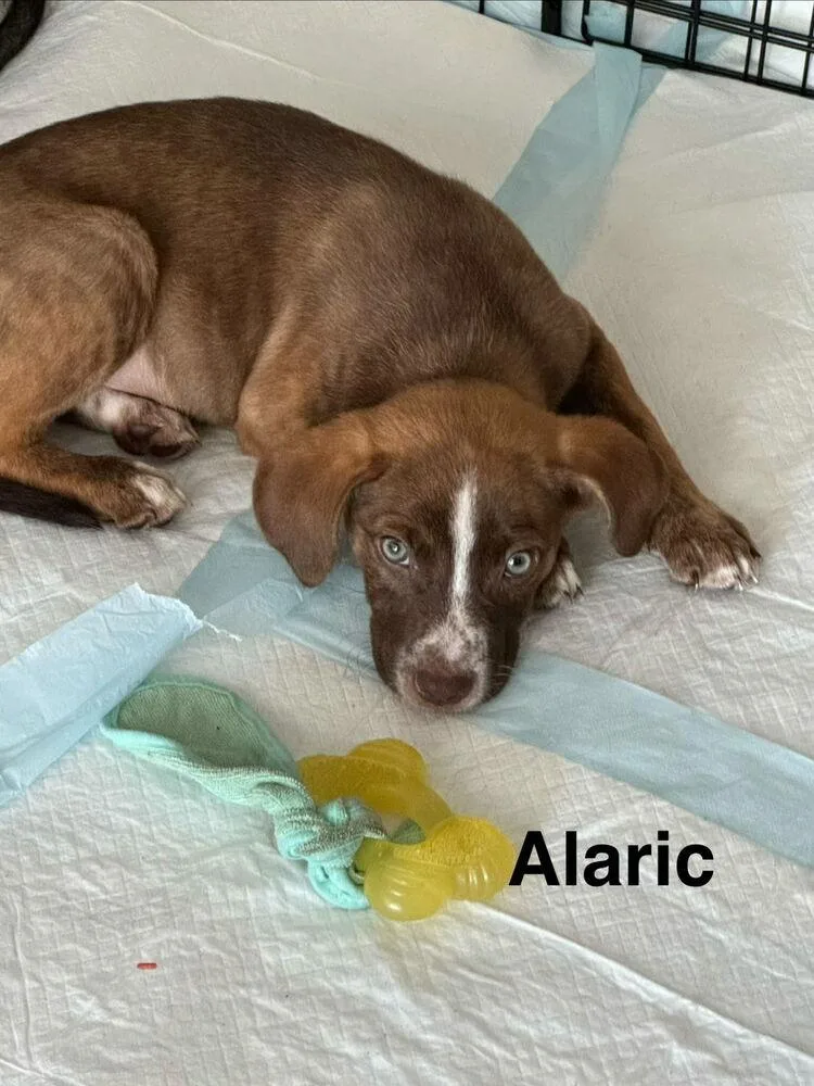 A baby small-sized male Tricolor (Brown, Black, & White) Black Mouth Cur dog named Alaric for adoption in Lakeland, FL