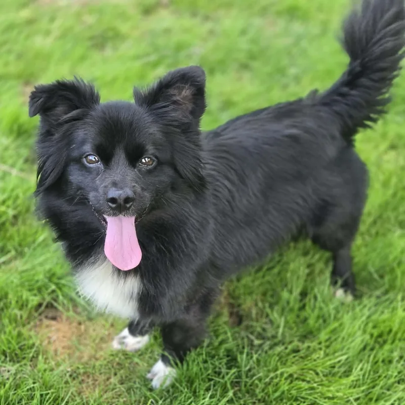 An adult small-sized female Black Pomeranian dog named Feather for adoption in Greensburg, PA