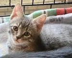 A baby medium-sized male Domestic Short Hair cat named Smokie for adoption in Heathsville, VA