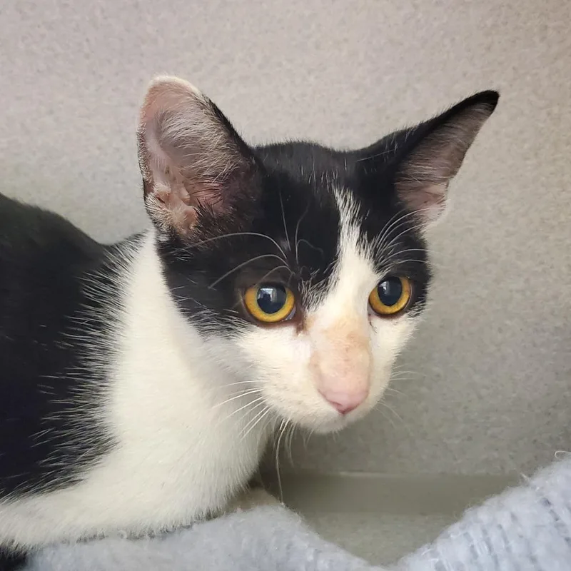 A baby small-sized female Black Domestic Short Hair cat named Hera for adoption in Oshkosh, WI