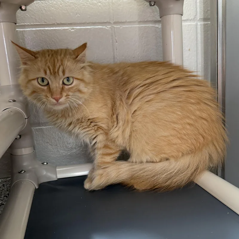 A young small-sized male Domestic Short Hair cat named Lil Floof for adoption in Kearney, NE