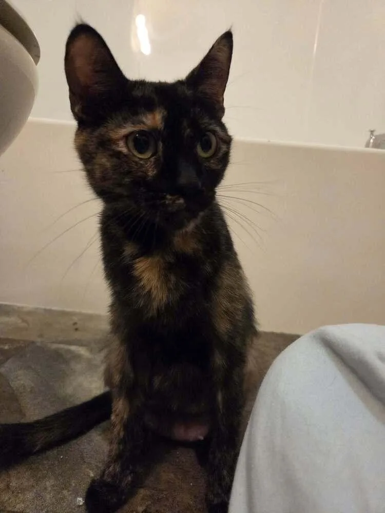An adult medium-sized female Domestic Short Hair cat named Mommy Mummy for adoption in Plymouth, MI
