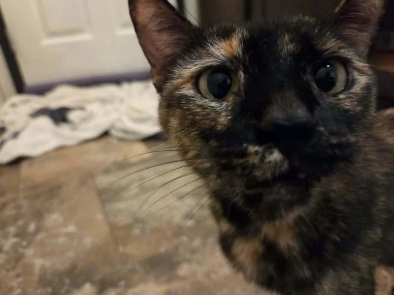Mommy Mummy thumbnail 3