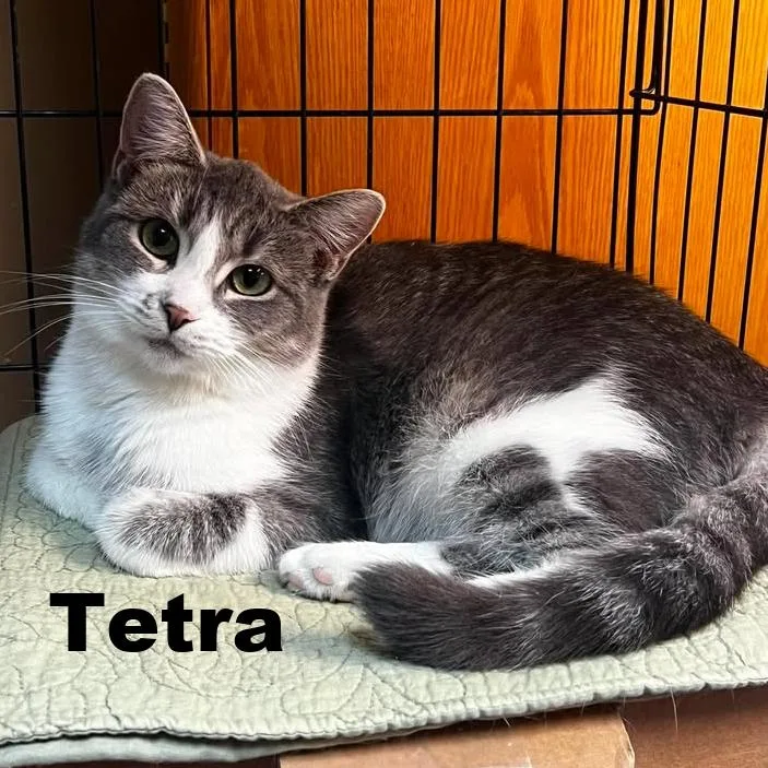 Tetra