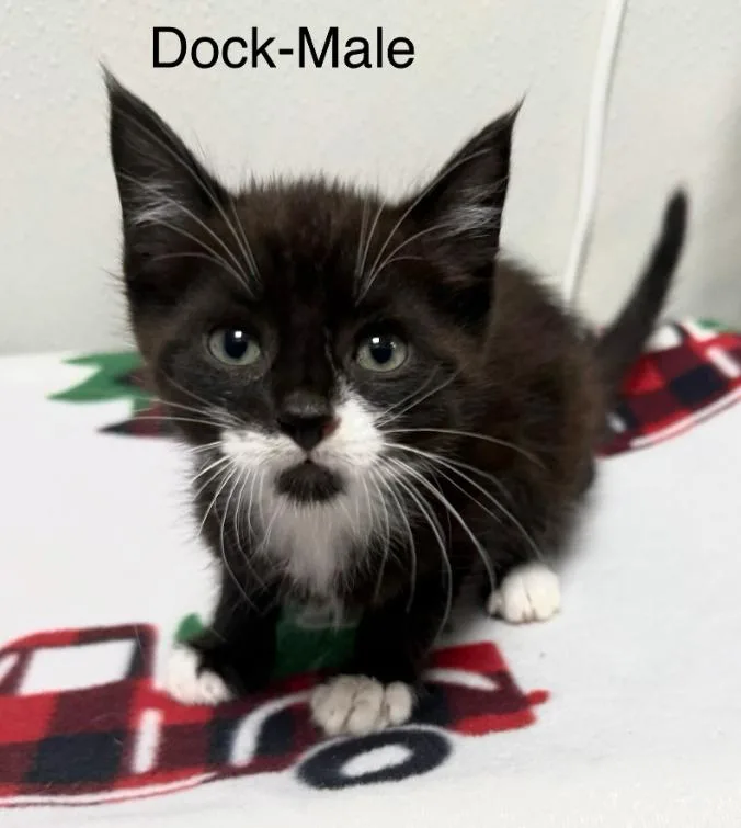 A baby medium-sized male Black & White / Tuxedo Domestic Short Hair cat named Dock for adoption in Hornell, NY