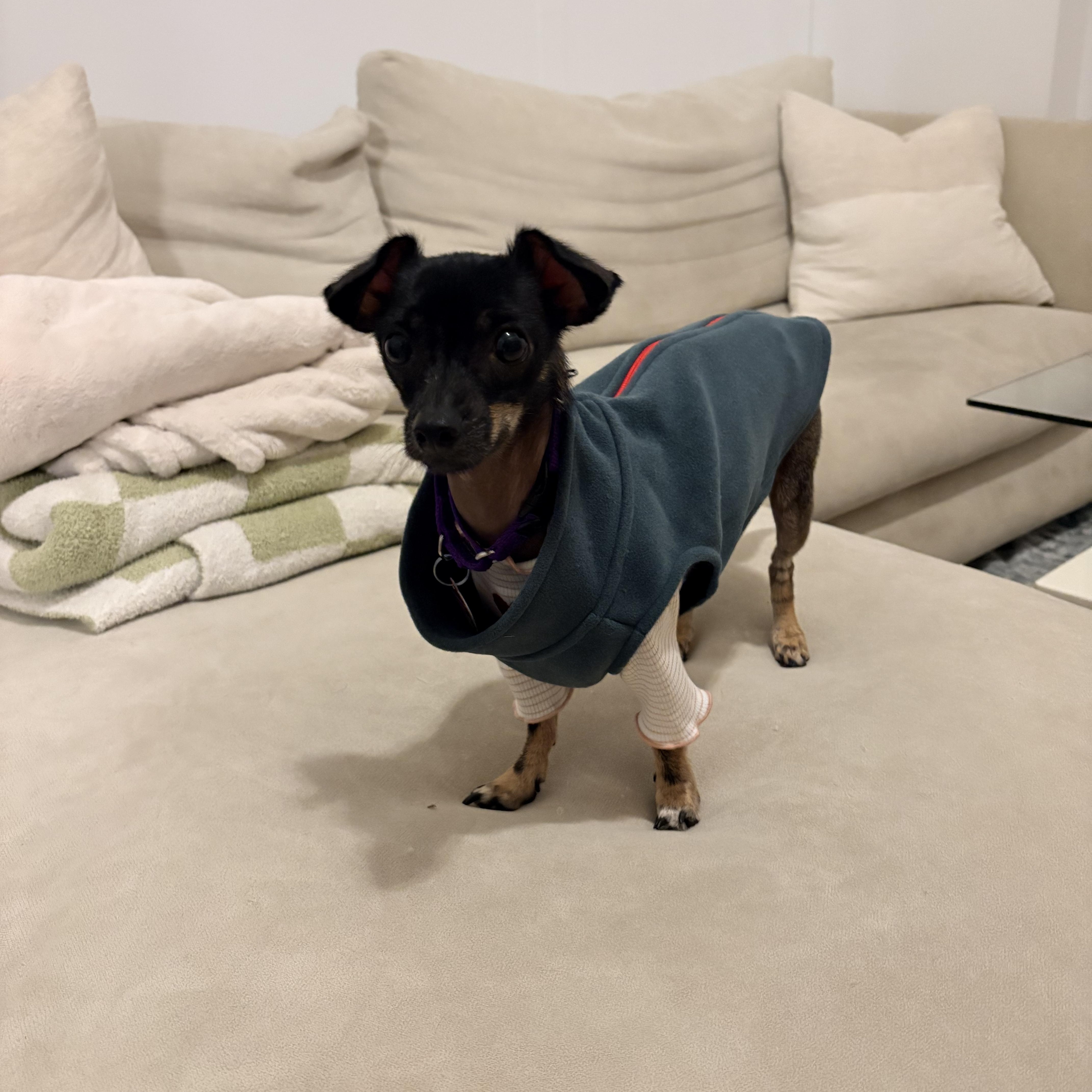 An adult small-sized female Xoloitzcuintli / Mexican Hairless dog named Riley for adoption in Brooklyn, NY