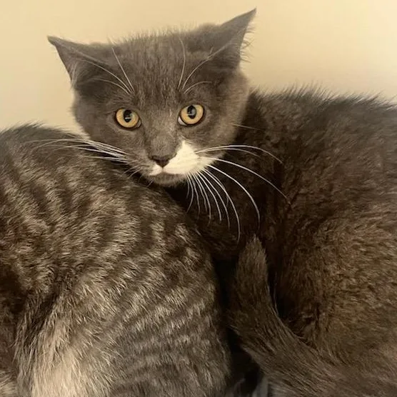 A baby small-sized male Domestic Short Hair cat named Tony Bologna for adoption in Manassas, VA