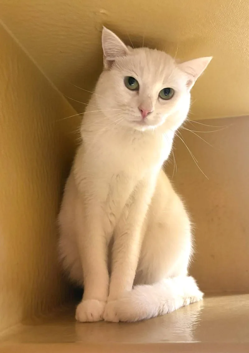 A young medium-sized female White Domestic Short Hair cat named X for adoption in HEMET, CA