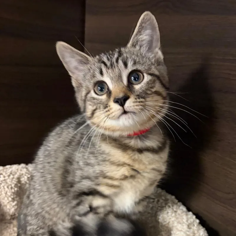 A baby small-sized female Gray / Blue / Silver Domestic Short Hair cat named Colette for adoption in Hamburg, NY