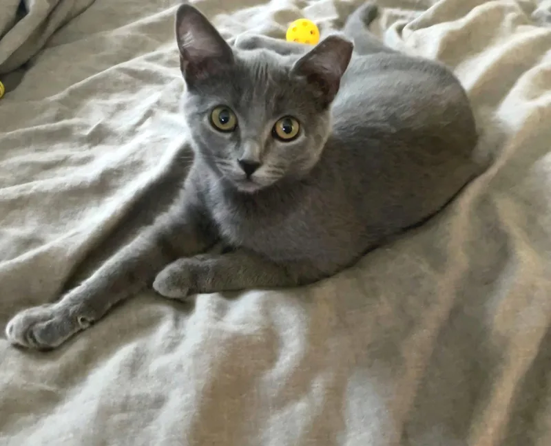 A baby medium-sized female Gray / Blue / Silver Domestic Short Hair cat named Olive for adoption in Campbell, CA